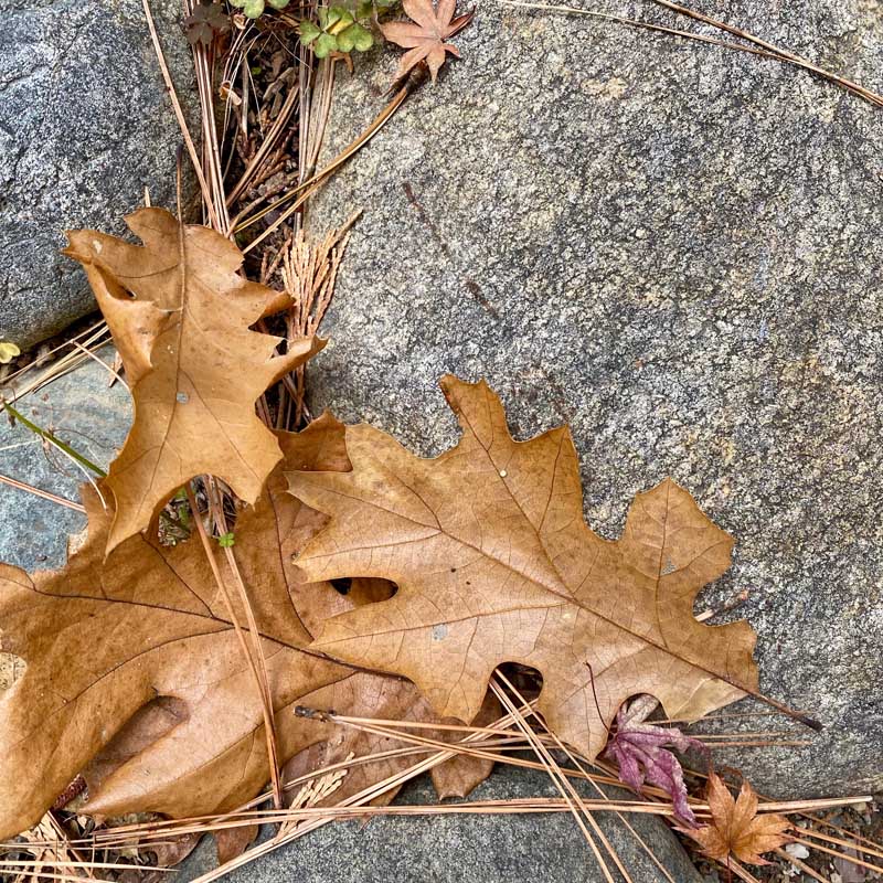 rock with leaves