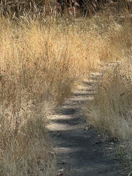 Meadow path