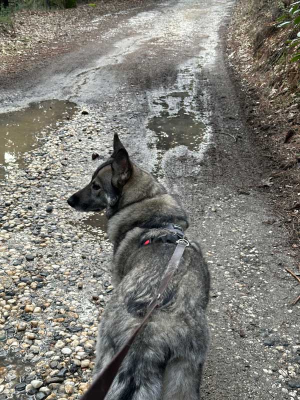 dog-on-dirt-road