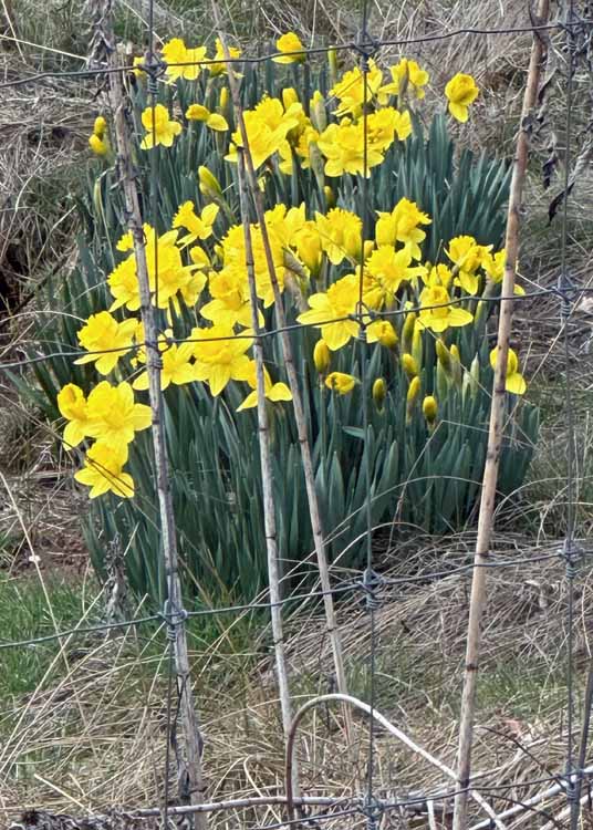 photograph-daffodils